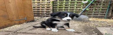 Border Collie Puppy 4