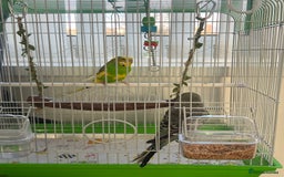 Budgerigars birds for sale: Friendly Budgies Looking for a New Home - Advert 9