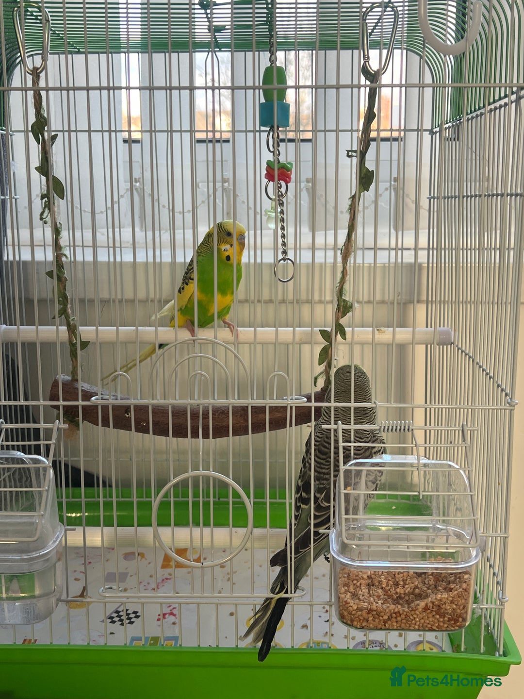 Budgerigars birds for sale: Friendly Budgies Looking for a New Home - Advert 9