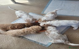Mixed Breed dogs for sale: Gorgeous Cavapoochon Puppies - Image 5