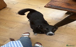 Mixed Breed dogs for adoption: Meet Benni, currently residing in Surrey - Image 2