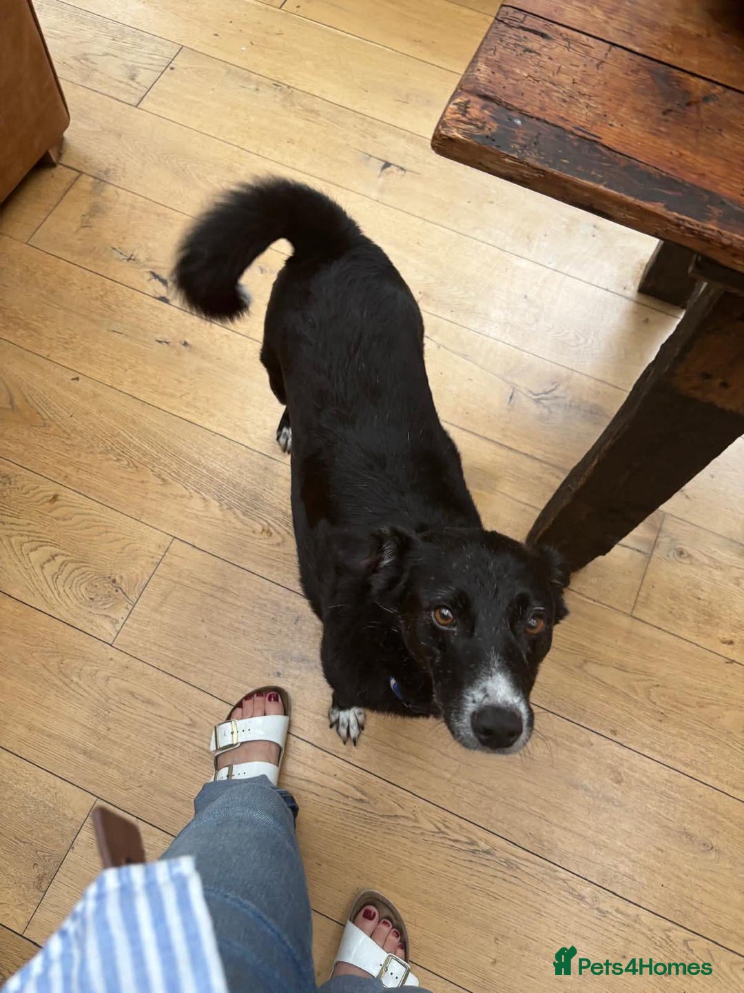 Mixed Breed dogs for adoption: Meet Benni, currently residing in Surrey - Image 2