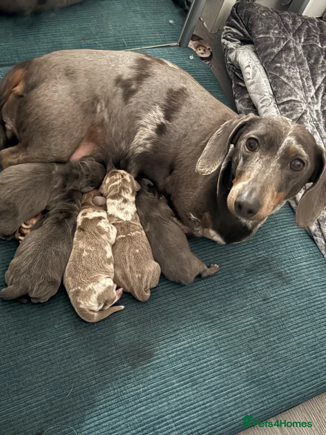 Dachshund dogs for sale: Dachshund Puppies - Advert 2