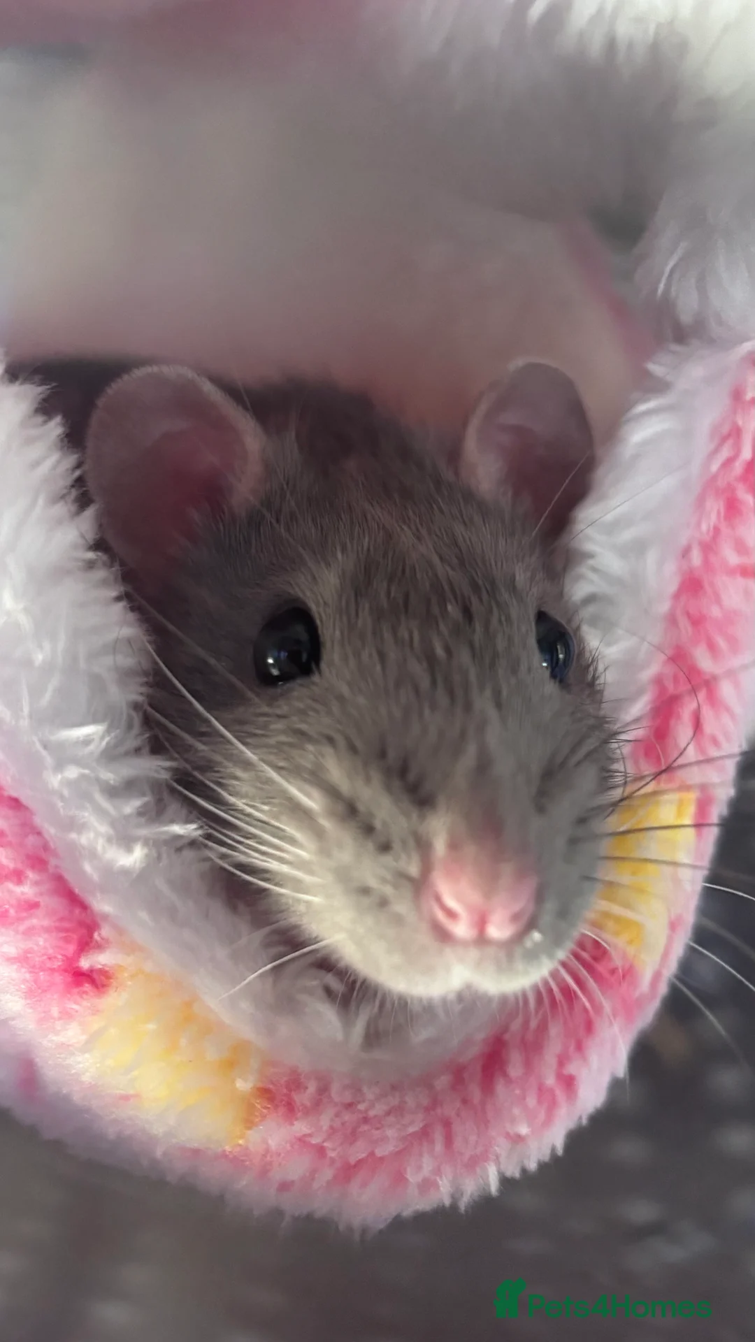 Rat rodents for sale: Two male rats  - Advert 2