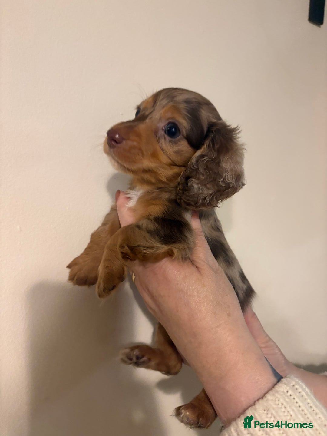 Dachshund dogs for sale: Miniature long haired dachshunds - Advert 4