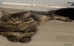 Maine Coon cats for sale: Maine Coon TICA reg kittens and Persian adult  - Image 16