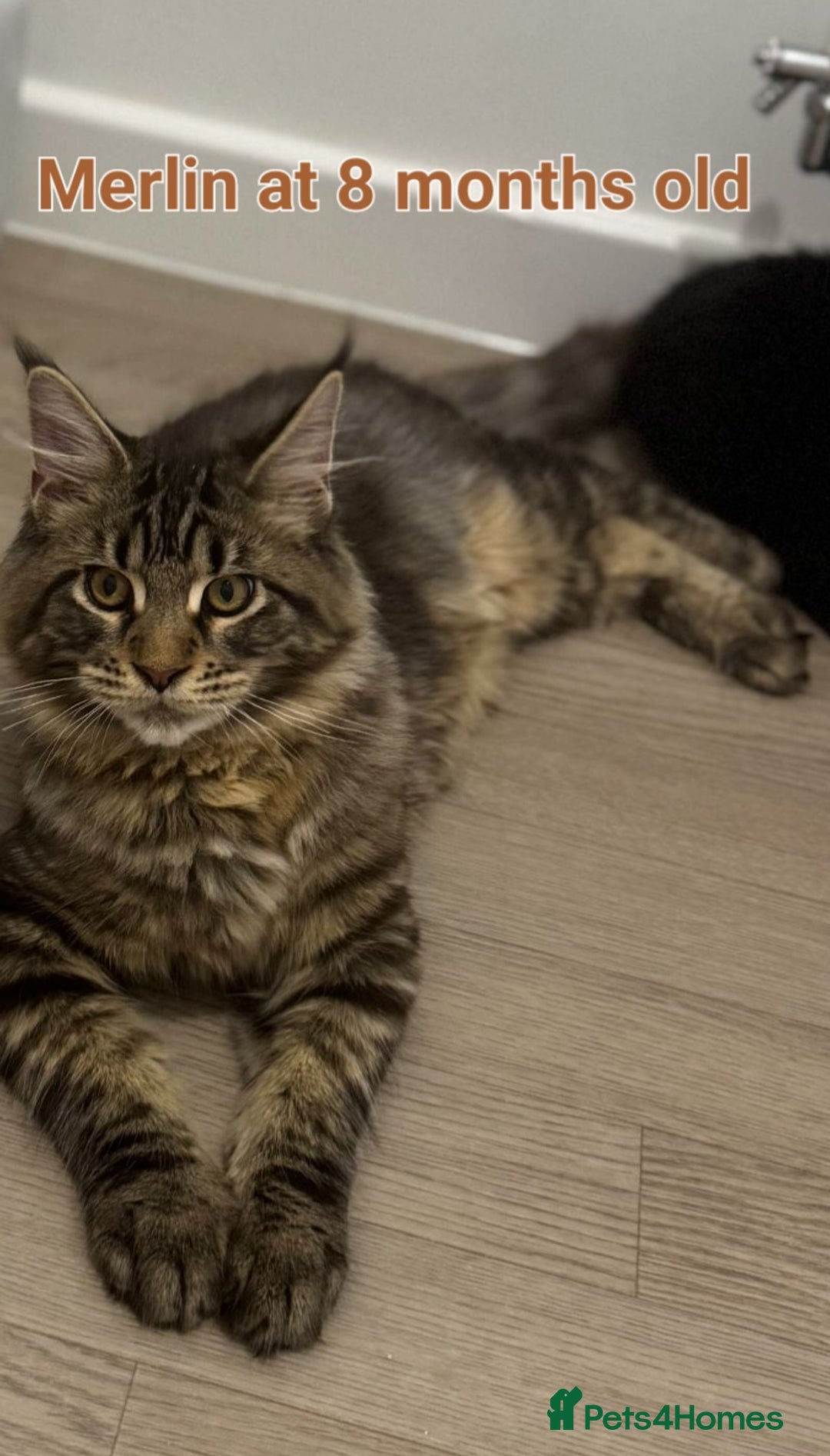 Maine Coon cats for sale: Maine Coon TICA reg kittens and Persian adult  - Image 16