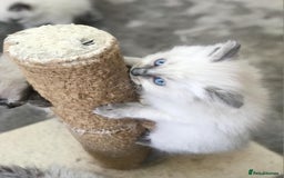 Ragdoll cats for sale: Blue Point and Seal Point Ragdoll kittens  - Image 1