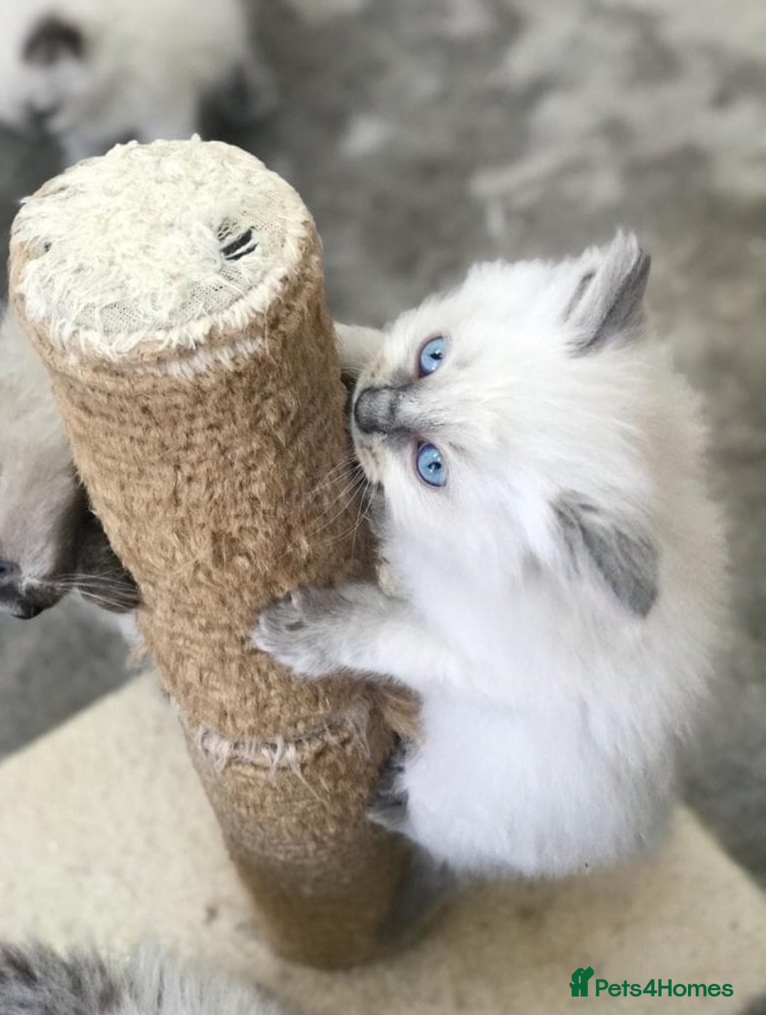 Ragdoll cats for sale: Blue Point and Seal Point Ragdoll kittens  - Image 1