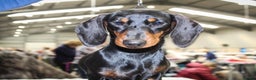 Miniature Dachshund dogs for sale: Miniature Short Hair Dacshund  - Advert 8