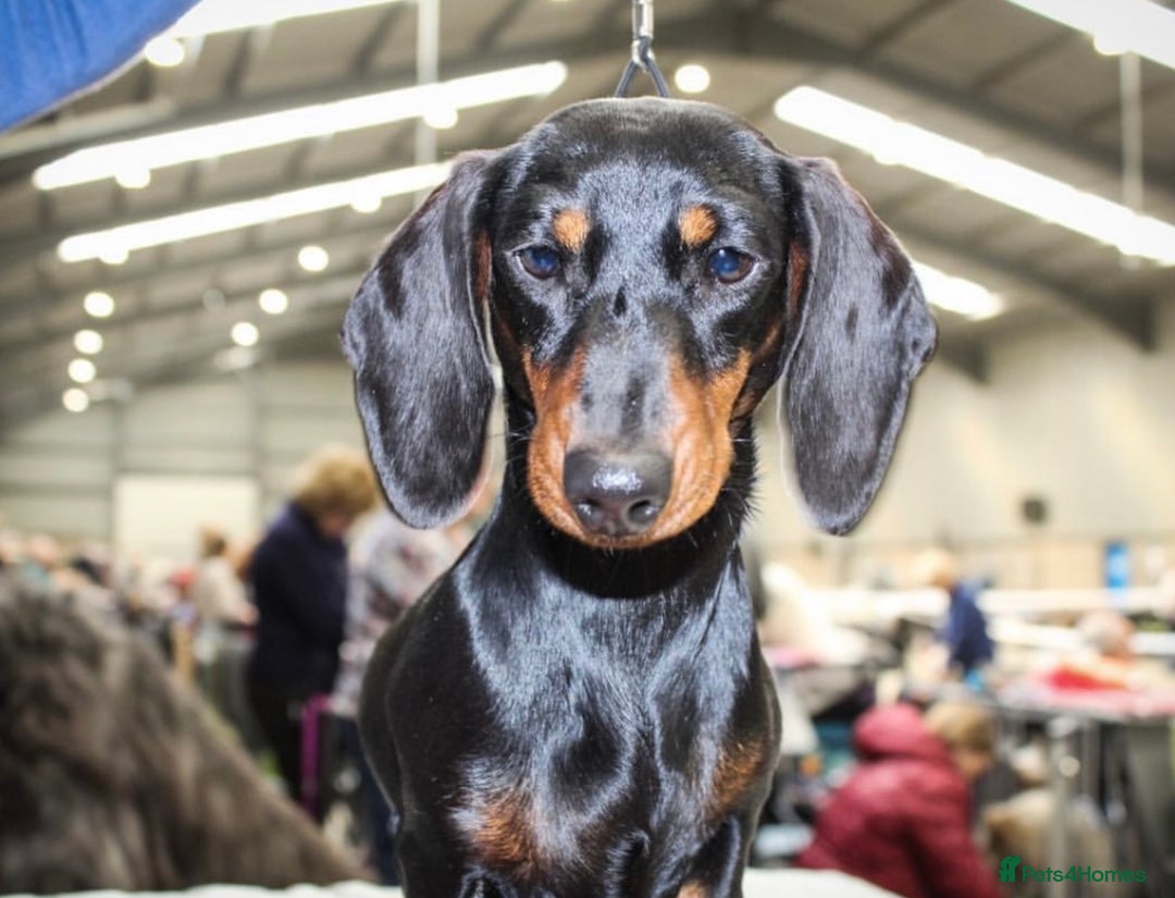 Miniature Dachshund dogs for sale: Miniature Short Hair Dacshund  - Advert 8