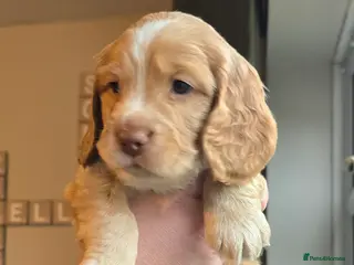 Cocker Spaniel dogs (2 left) 4 x MALE Cocker Spaniel puppies - Advert 18