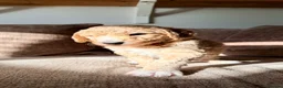 Standard Poodle dogs for sale: Beautiful Standard Poodle Puppies – Southampton  in Southampton - Advert 28