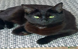 Bombay cats for sale: Kittens  - Image 3