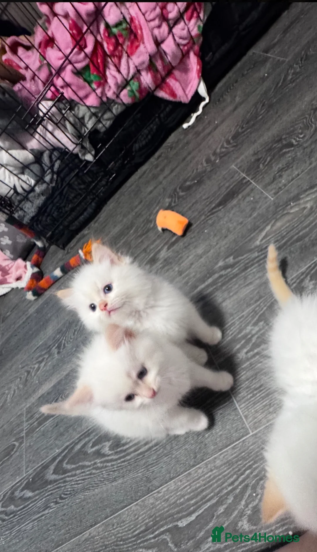 Ragdoll cats for sale: Stunning ragdoll kittens  - Advert 1