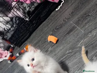 Ragdoll cats Stunning ragdoll kittens - Advert 12