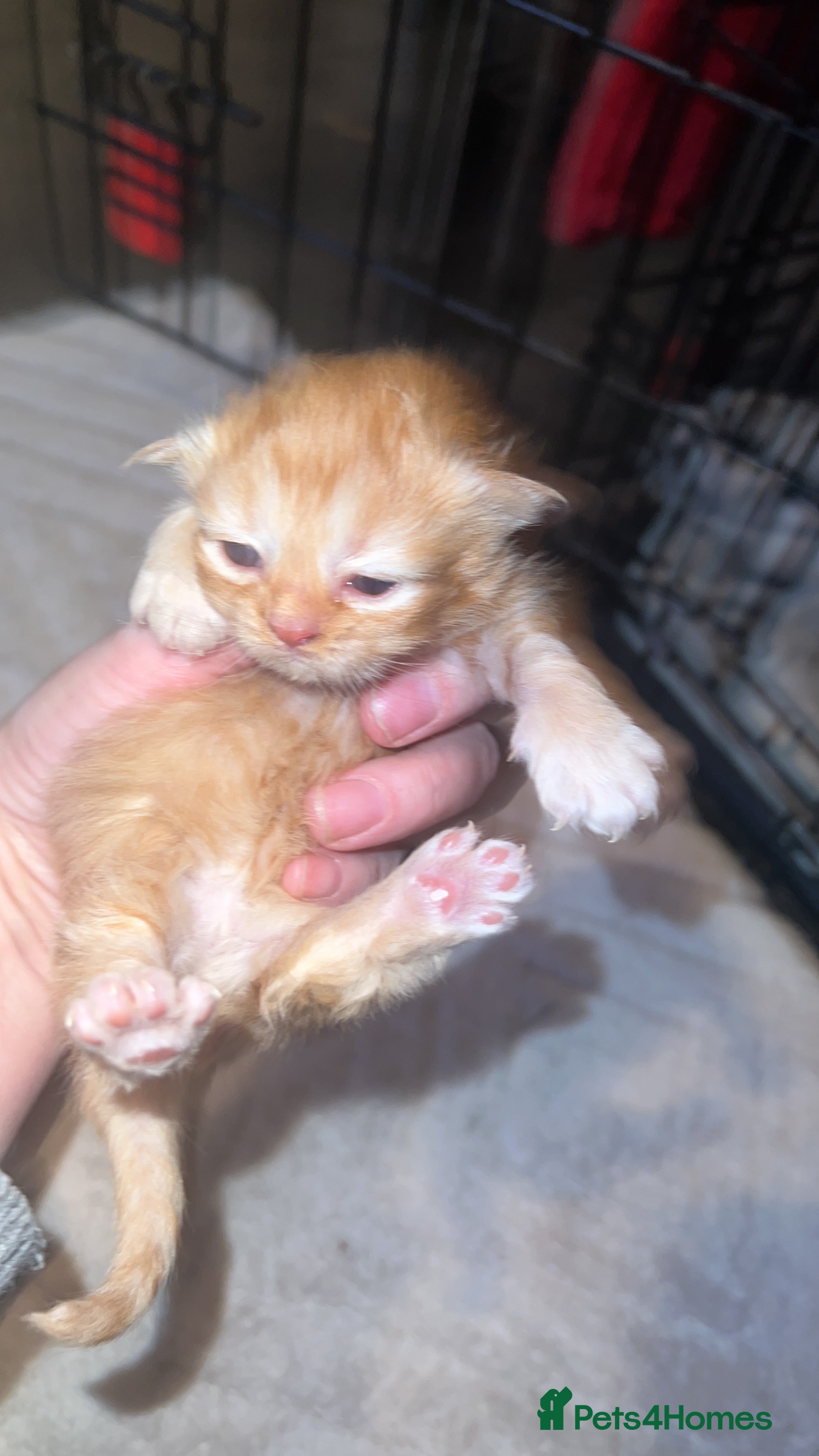 Mixed Breed cats Maancoon persion - Advert 1