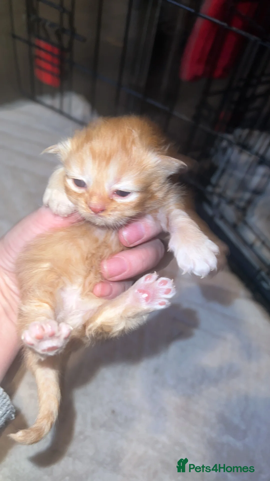 Mixed Breed cats for sale: Main coon /persion - Advert 1