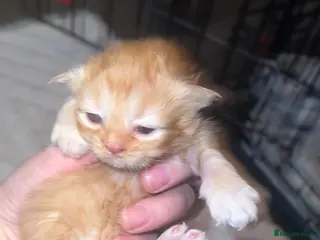 Mixed Breed cats Maancoon persion - Advert 10