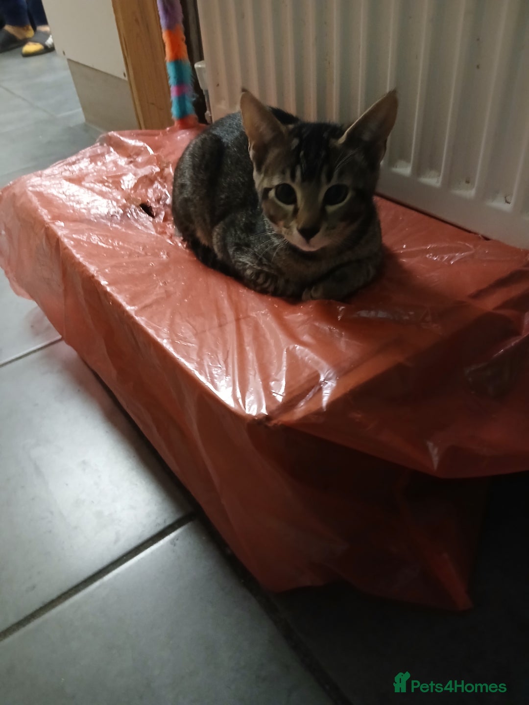 Oriental cats for sale: 1 girls  - Advert 5