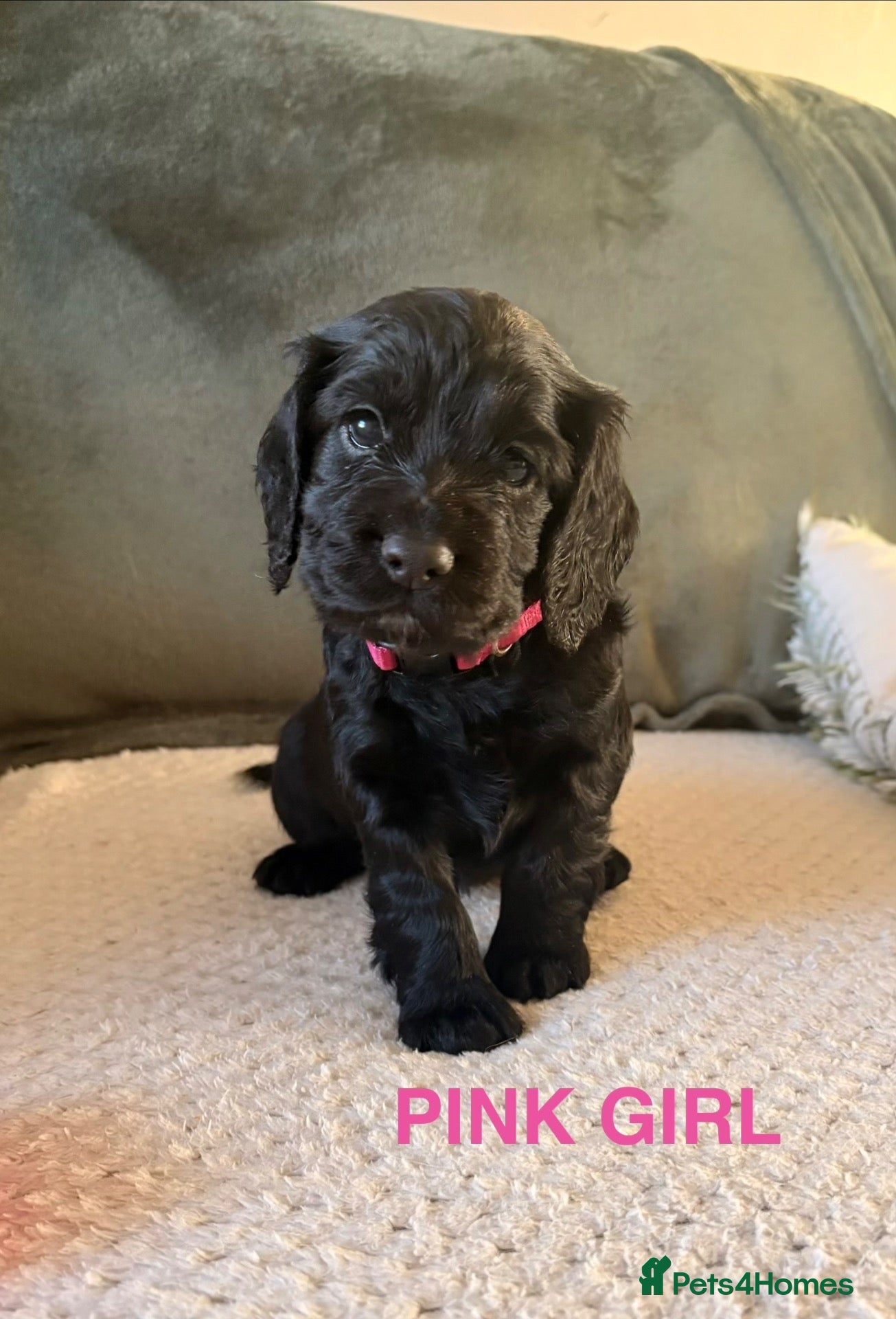 Cocker Spaniel dogs for sale: *1 girl left* Gorgeous Working KC Cocker Spaniels - Advert 1