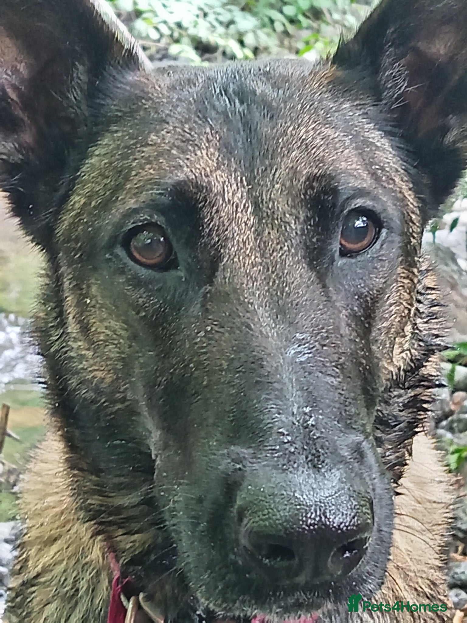 Belgian Shepherd Dog dogs BELGIAN SHEPHERD X DUTCH SHEPHERD - Advert 4