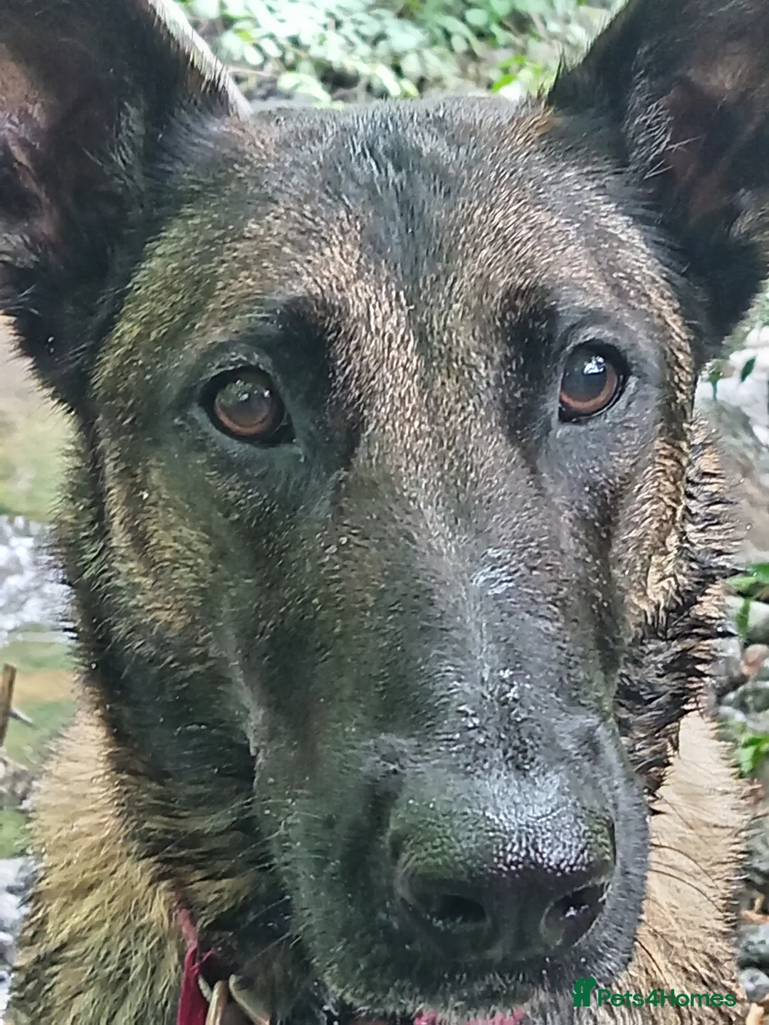 Belgian Shepherd Dog dogs for sale: BELGIAN SHEPHERD X DUTCH SHEPHERD - Advert 1