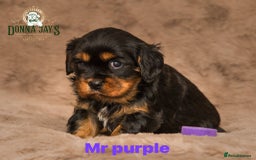 Cavalier King Charles Spaniel dogs for sale: Donna Jays old school type cavalier King Charles  - Image 14