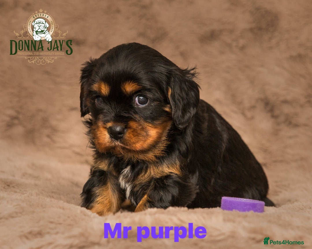 Cavalier King Charles Spaniel dogs for sale: Donna Jays old school type cavalier King Charles  - Image 14