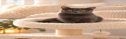 British Shorthair cats for sale: British short hair kitten one boy left - Advert 6
