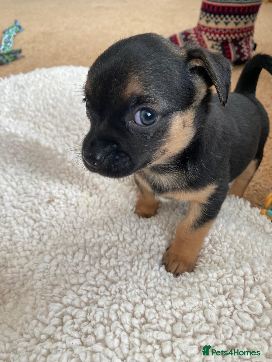 Chihuahua dogs for sale: Beautiful chihuahua pups - Advert 6