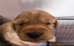 Cockapoo dogs for sale: Fb1 cockapoo  - Image 3