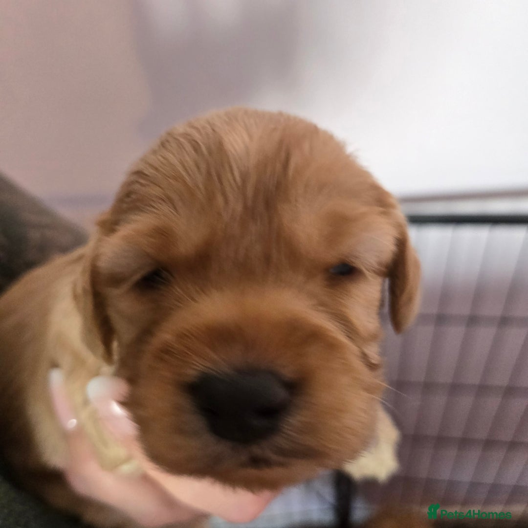 Cockapoo dogs for sale: Fb1 cockapoo  - Image 3