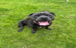 Staffordshire Bull Terrier dogs for stud: Blue Staffordshire Bull Terrier for stud - Image 1