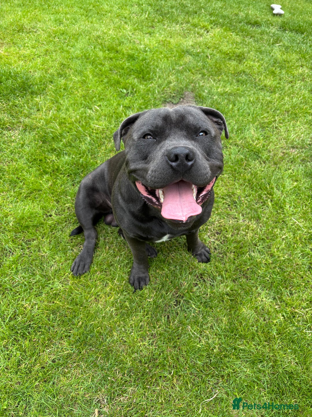 Staffordshire Bull Terrier dogs for stud: Blue Staffordshire Bull Terrier for stud - Image 1