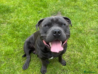Staffordshire Bull Terrier dogs for stud - Advert 1