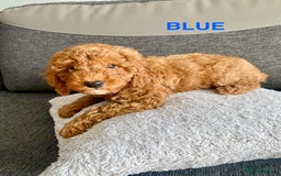 Cockapoo dogs for sale: Beautiful cockpoo boys for sale!! - Image 3