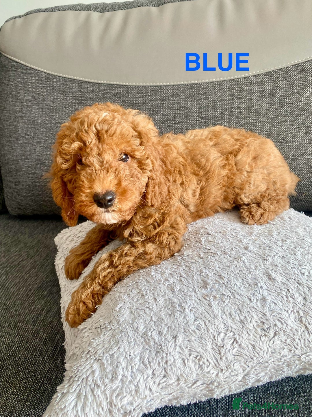 Cockapoo dogs for sale: Beautiful cockpoo boys for sale!! - Image 3