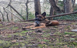 Belgian Shepherd Dog dogs for sale: Belgian Malinois For Sale - Image 1