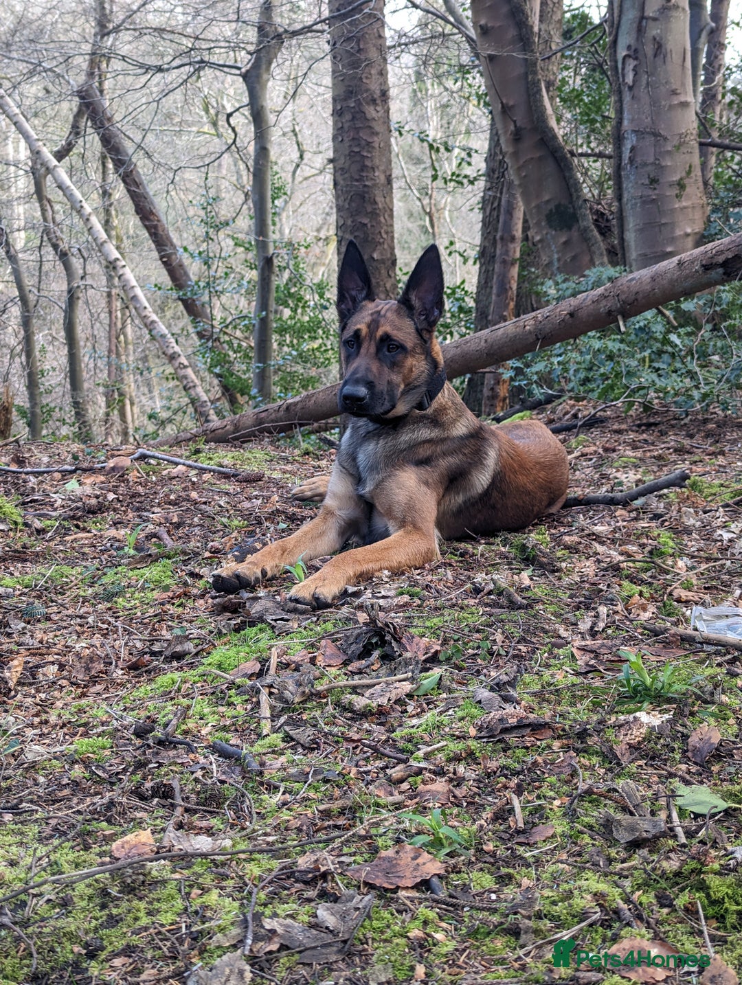 Belgian Shepherd Dog dogs for sale: Belgian Malinois For Sale - Image 1