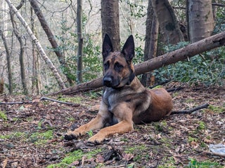 Belgian Shepherd Dog dogs - Advert 3