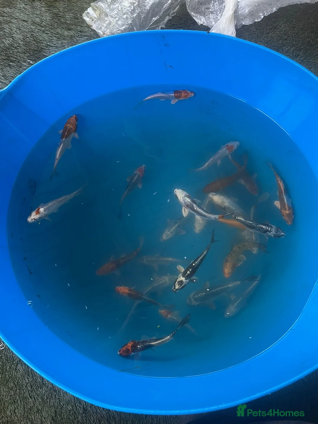 Koi Carp fish for sale: Variety of koi in Maidstone - Advert 1