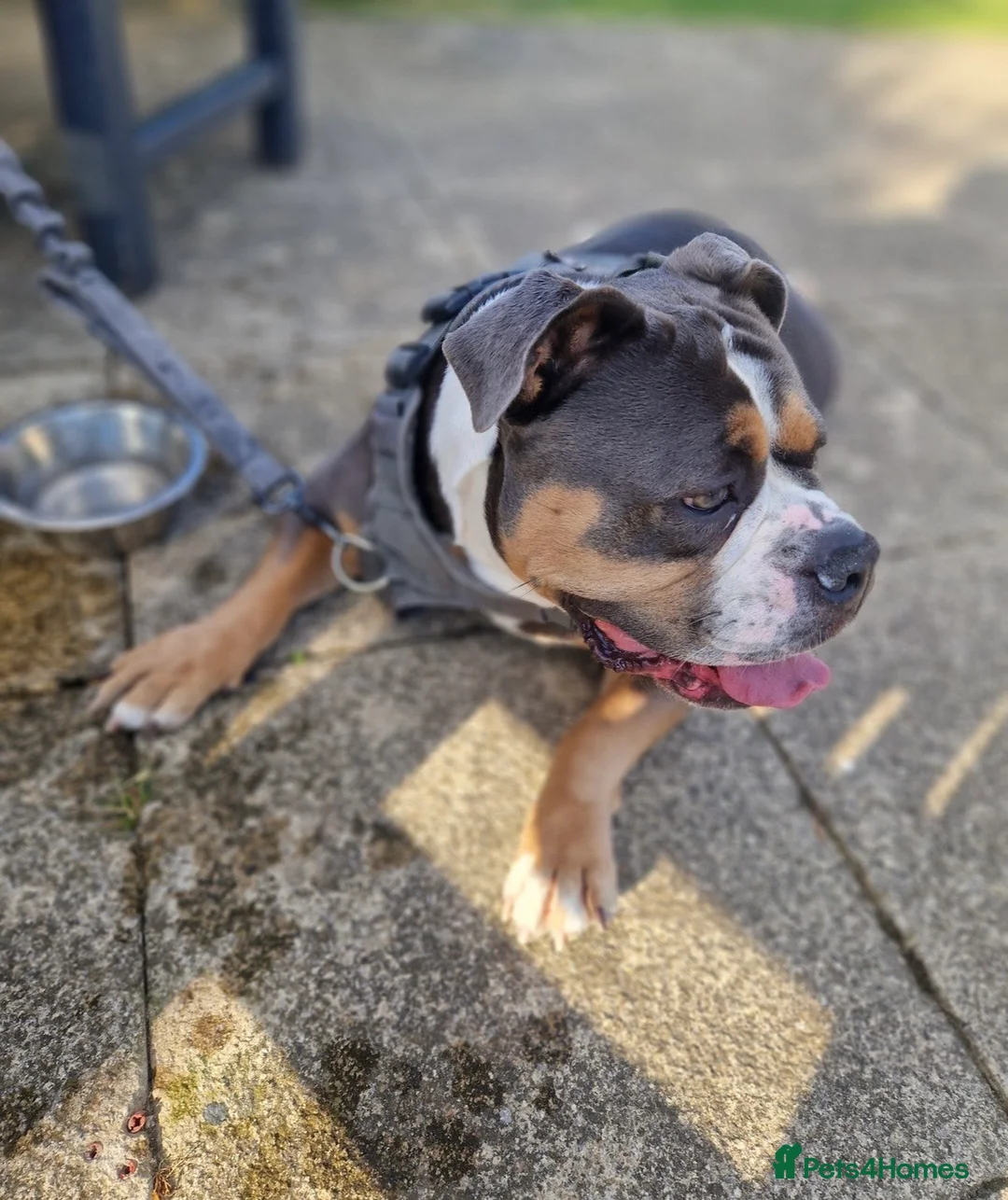 Olde English Bulldogge dogs for sale: Barney - Advert 5