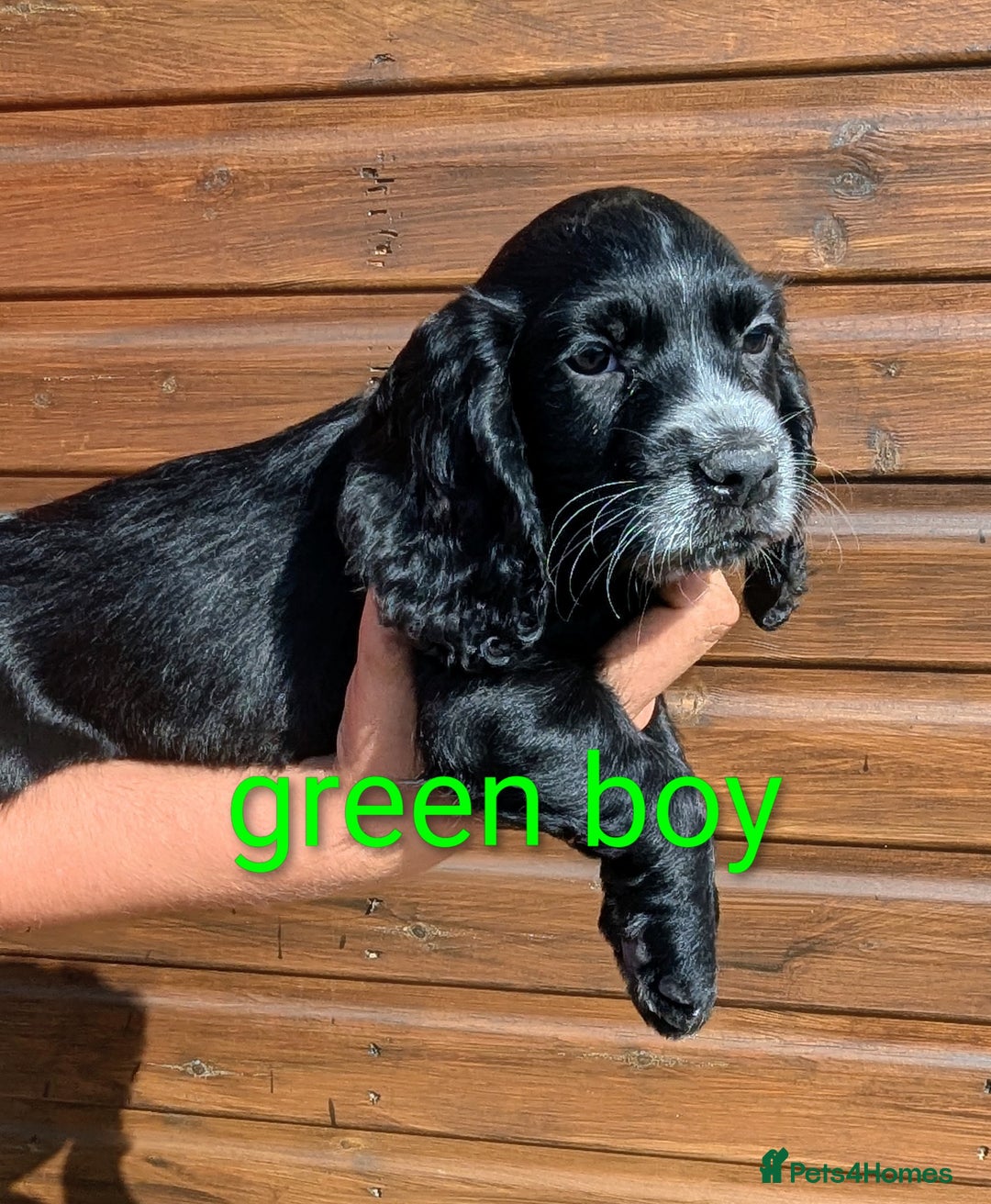 Cocker Spaniel dogs for sale: Working Cocker spaniel puppies  - Image 5