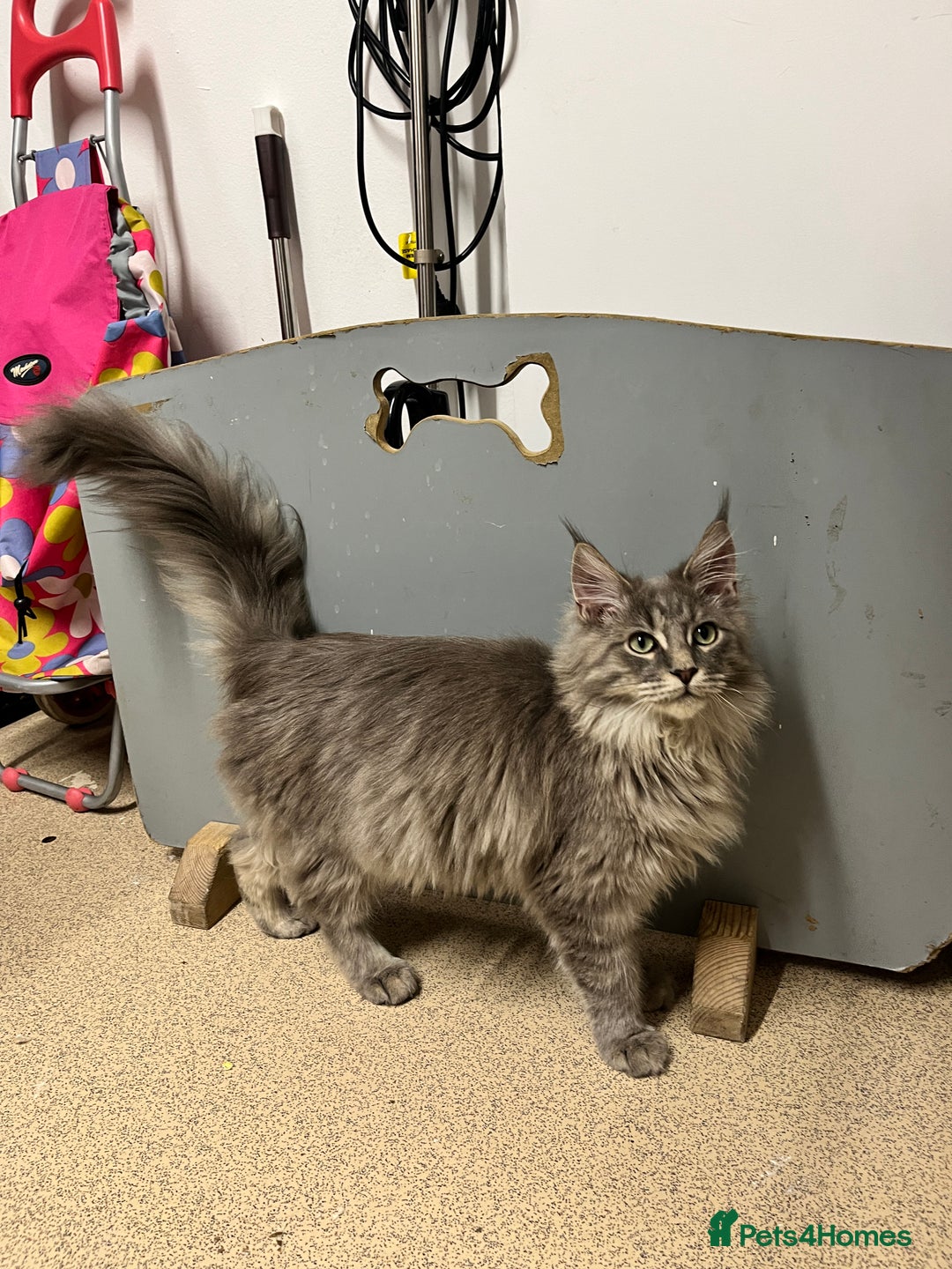 Maine Coon cats for sale: 2 boys (PET ONLY) - Advert 6