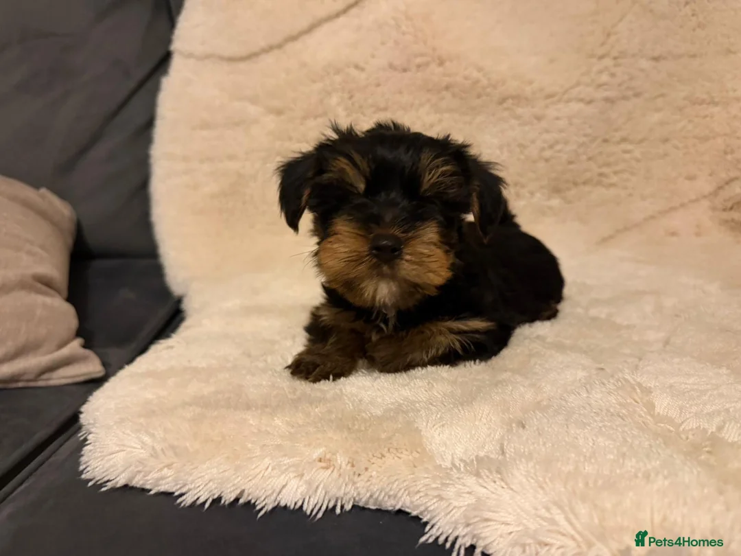 Yorkshire Terrier dogs for sale: 🌸 Stunning Yorkshire terrier puppies available 🌸 - Advert 14