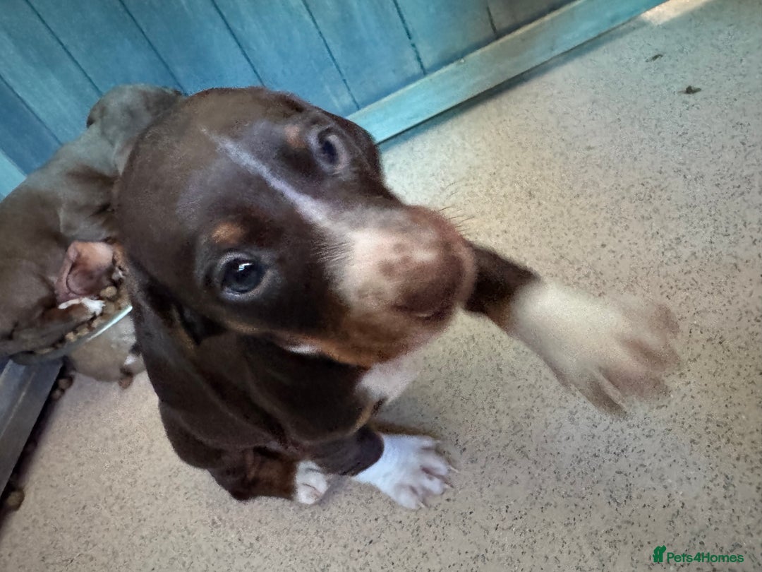 Dachshund dogs for sale: Beautiful dachshund puppies  - Image 10