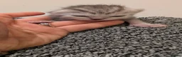Persian cats for sale: Chinchilla Persian silver tipped kitten's  - Advert 9