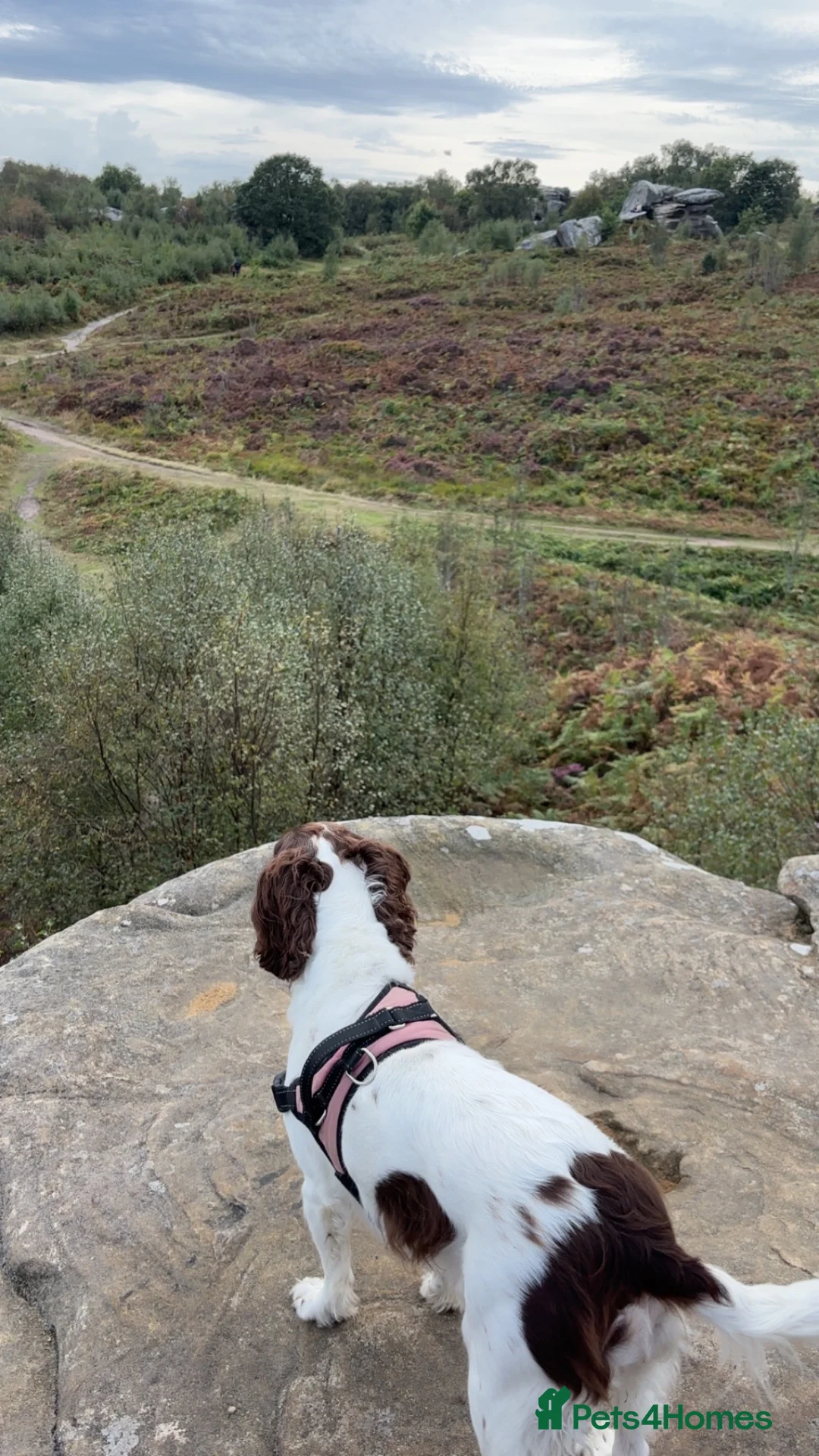 English Springer Spaniel dogs for sale: English Springer Spaniel in Selby - Advert 4