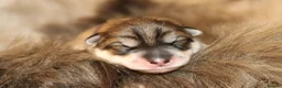 Northern Inuit dogs for sale: Timber Dog Puppies  - Advert 6